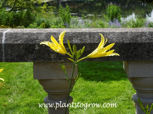 'Yao Ming' Daylily (Hemerocallis citrina)
5 foot tall
yellow, fragrant flowers
dormant diploid
introduced in 1897 by Baroni from China
